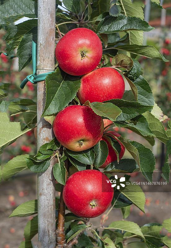 瑞典斯科纳省苹果种植园图片素材