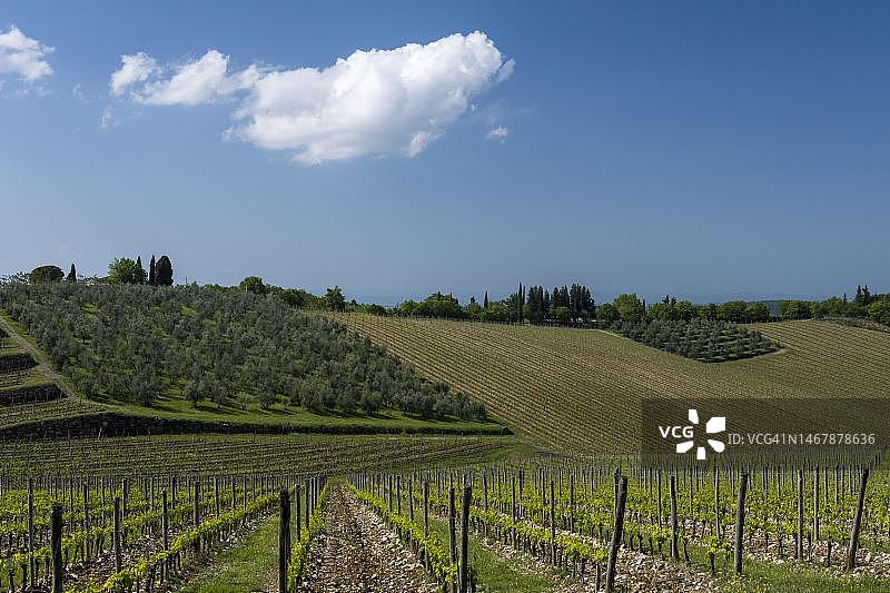意大利托斯卡纳基安蒂地区的葡萄园图片素材