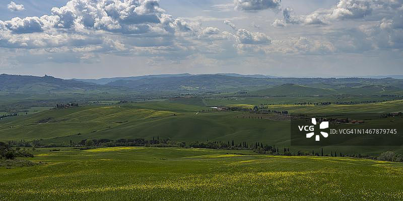 意大利托斯卡纳丘陵油菜花景观图片素材