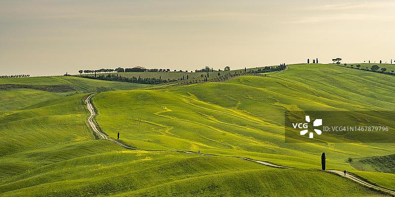 托斯卡纳锡耶纳省丘陵地带的狭窄道路图片素材