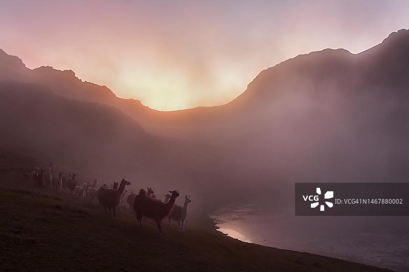 秘鲁库斯科附近安第斯山脉湖边雾中的羊驼图片素材