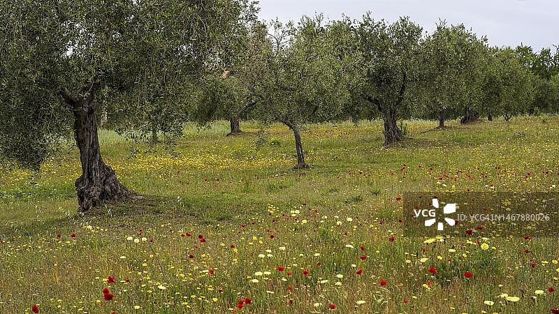 意大利威尼斯橄榄种植园中的老橄榄树和盛开的鲜花图片素材