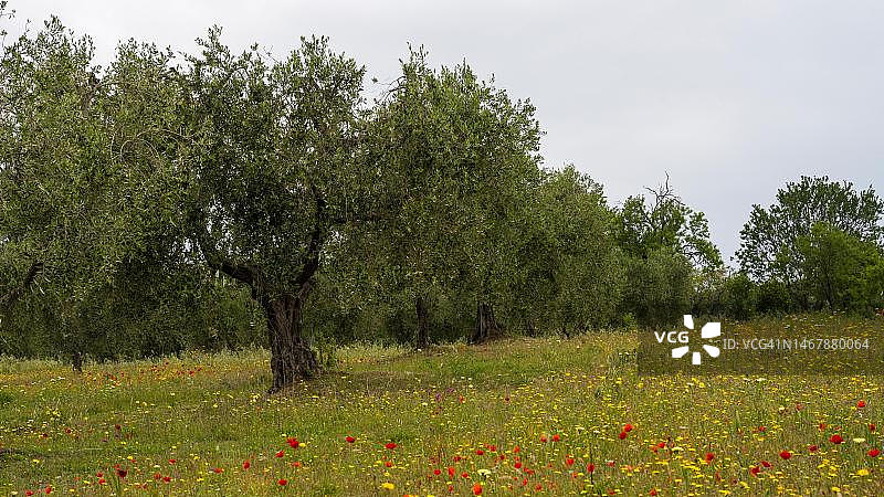 意大利威尼斯橄榄种植园中的老橄榄树和盛开的鲜花图片素材