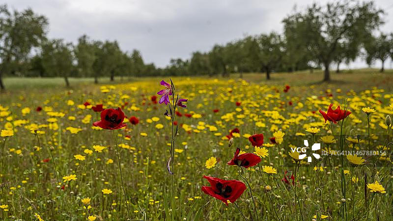 意大利威尼斯的橄榄种植园与盛开的鲜花图片素材