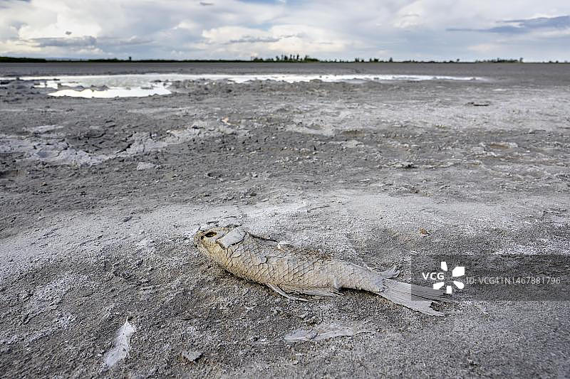 奥地利布尔根兰州诺伊齐德尔湖-塞温克尔国家公园干涸的达尔斯科或瓦姆湖中的死鱼图片素材