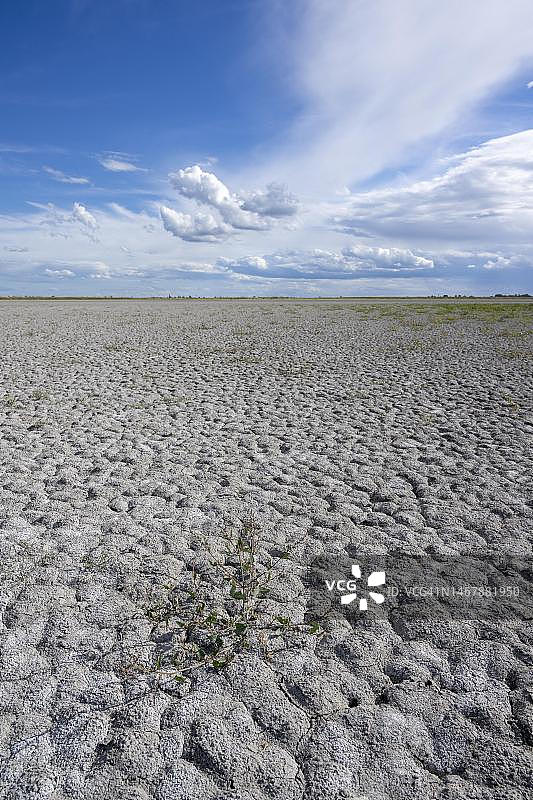 奥地利布尔根兰州新锡德尔湖-塞温克尔国家公园的达尔肖或瓦姆湖严重干涸图片素材