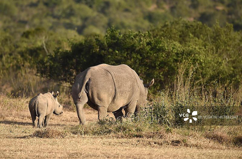 非洲肯尼亚的犀牛与幼崽图片素材