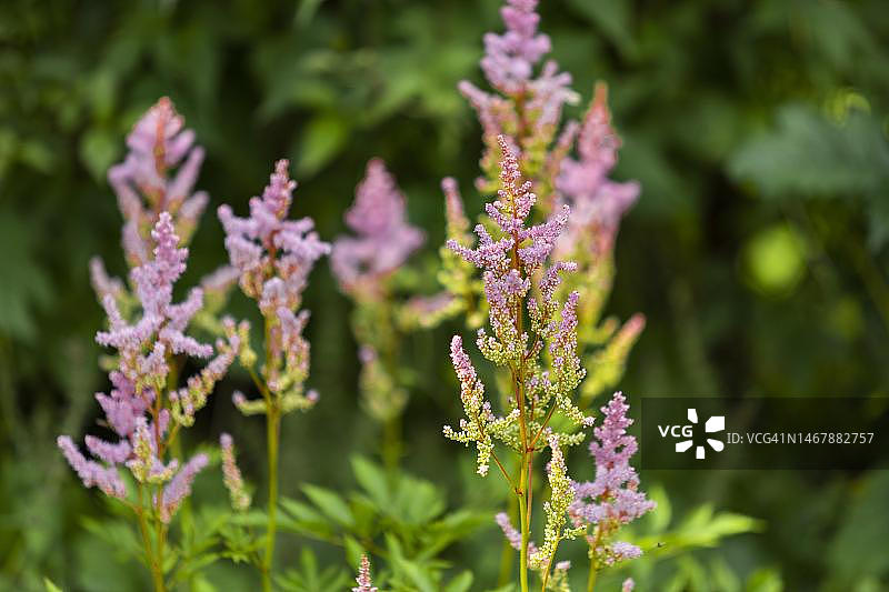 奥地利下奥地利州高大的落新妇图片素材