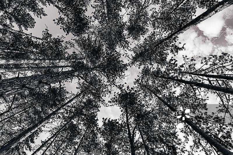 黑白森林仰视视角：奥地利下奥州图片素材