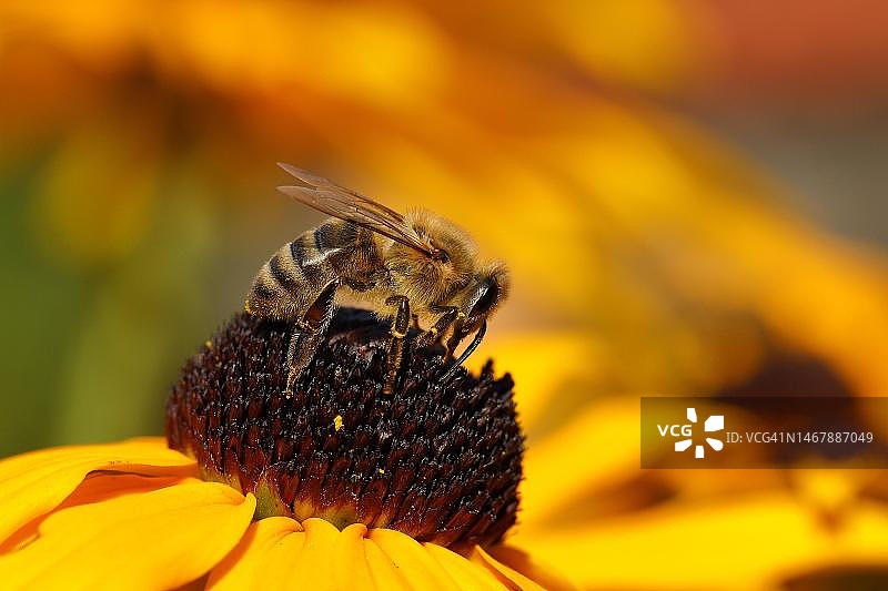 德国北莱茵-威斯特法伦，欧洲蜜蜂采摘花蜜图片素材