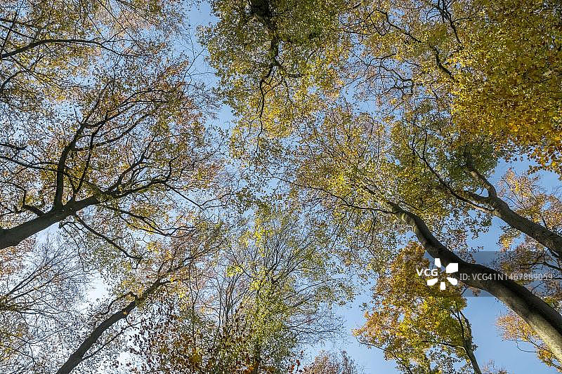 透过山毛榉树看天空，德国北莱茵-威斯特法伦明斯特兰图片素材