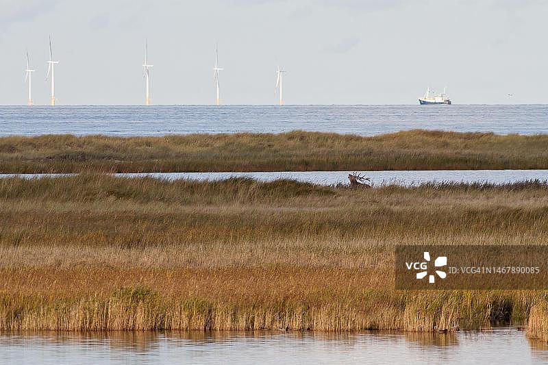 德国梅克伦堡-前波莫瑞 Darsser Ort沙丘中发情的红鹿图片素材