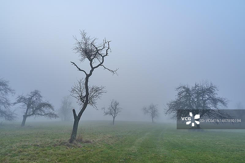 德国巴伐利亚施佩萨特雾中的果树草地图片素材