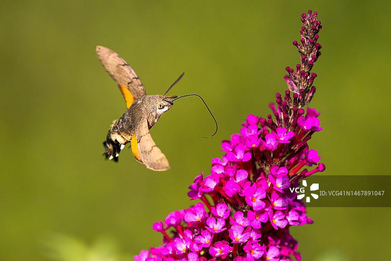 蜂鸟蛾飞向蝴蝶灌木花朵，德国黑森州图片素材