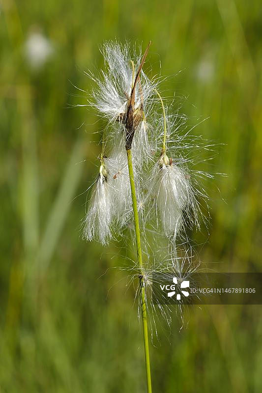 德国巴登-符腾堡州博登湖畔拉多夫采尔的棉草特写图片素材