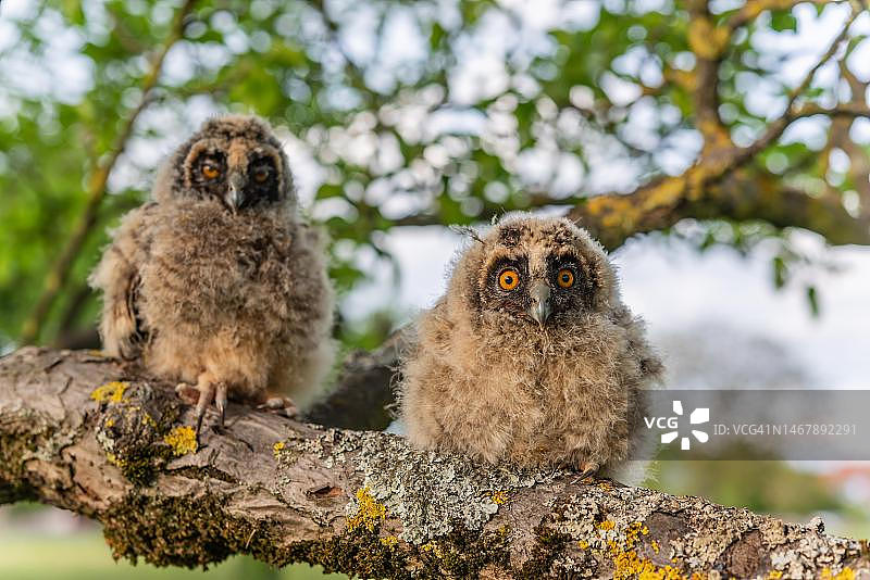 春天法国阿尔萨斯果园树枝上的长耳鸮图片素材