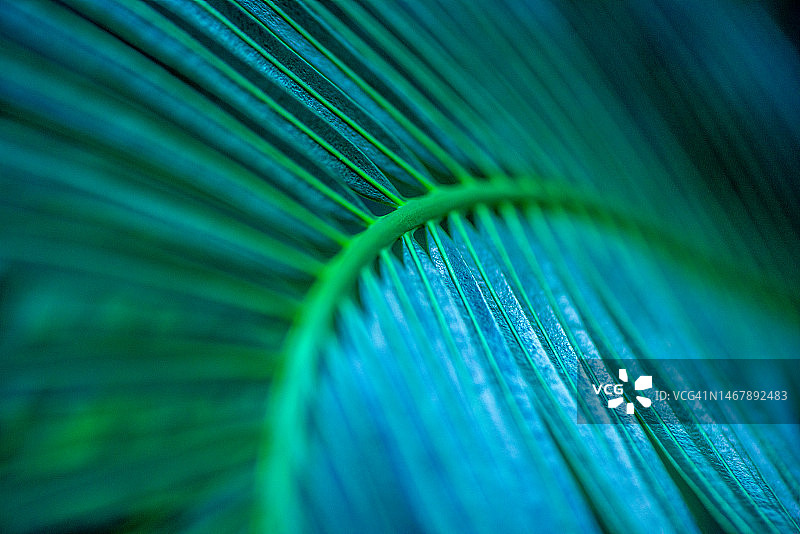 热带森林中的棕榈叶自然背景图片素材