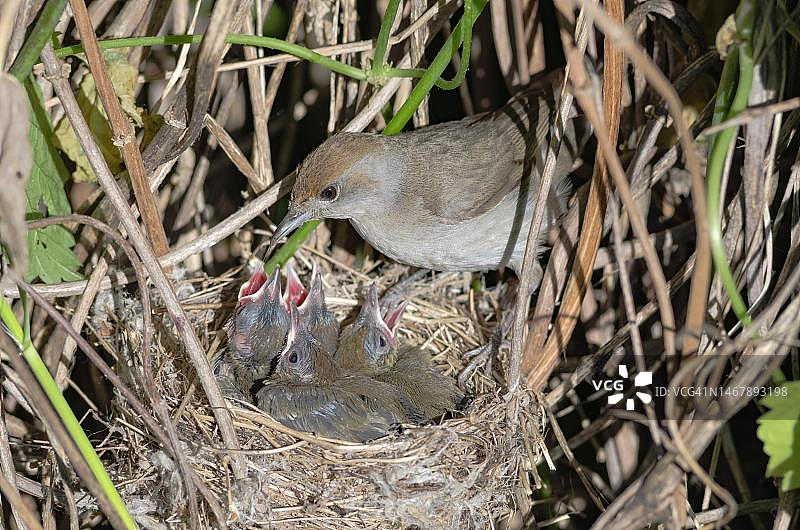 在巢中与雏鸟在一起的欧亚鹟（雌性），法国阿尔萨斯图片素材