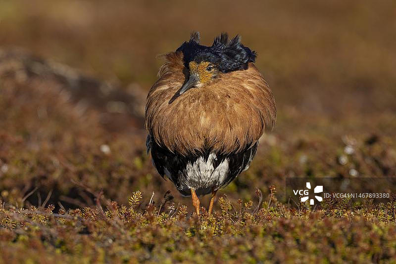 泽鹬雄鸟华丽羽毛求偶展示 挪威图片素材