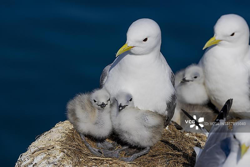 三趾鸥在瓦尔德港繁殖，成鸟与幼鸟，鸟巢，挪威北部瓦兰格峡湾图片素材