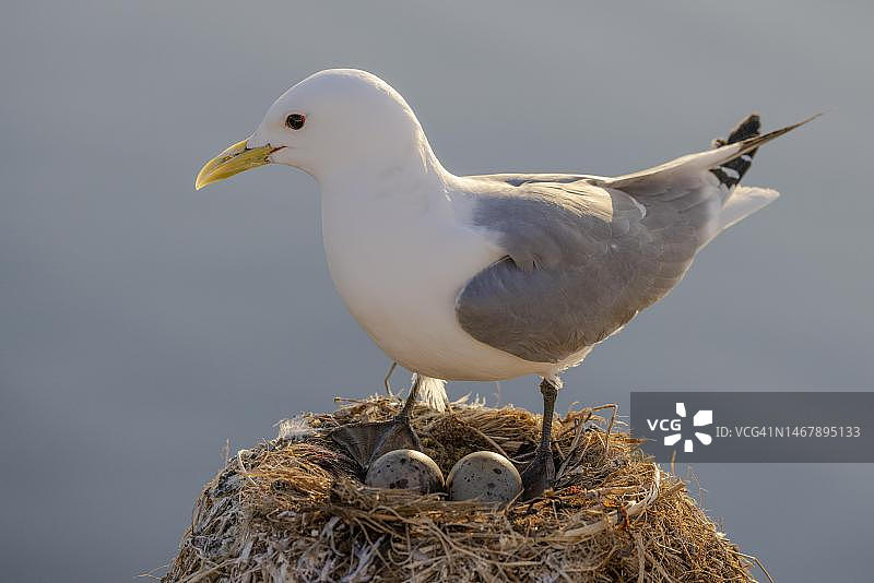三趾鸥在瓦尔德港繁殖，成年三趾鸥与2枚蛋，鸟巢，瓦兰格峡湾，芬马克郡，挪威北部，挪威图片素材