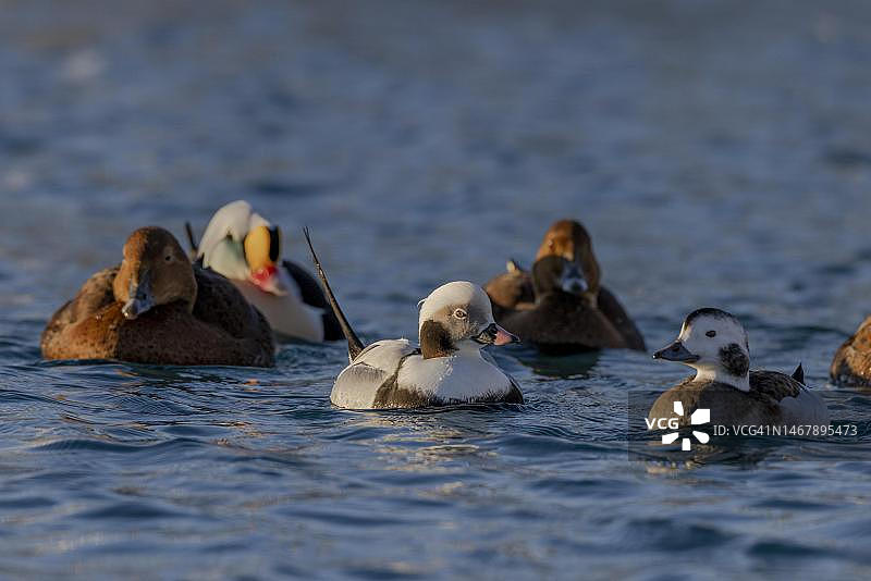 长尾鸭：雄性和雌性在挪威芬马克郡巴茨峡湾图片素材