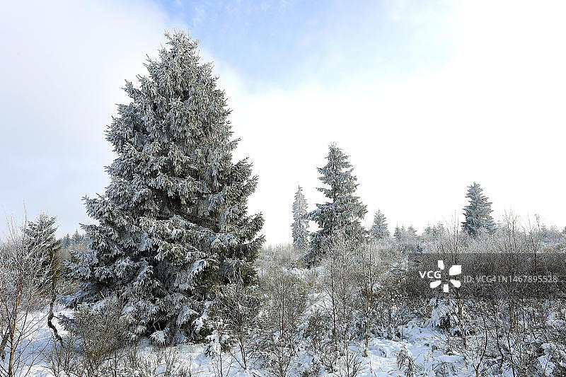 德国北莱茵-威斯特法伦冬季白桦树和云杉森林景观图片素材