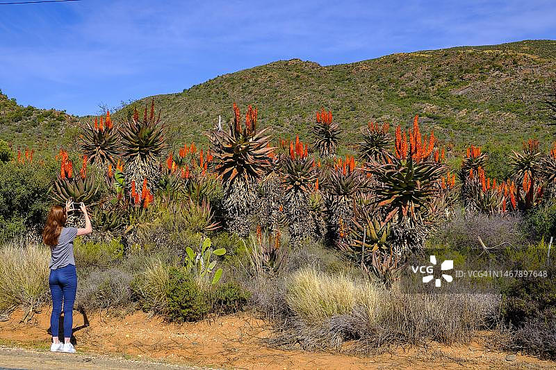 在小卡鲁拍摄的女子与斗篷芦荟图片素材