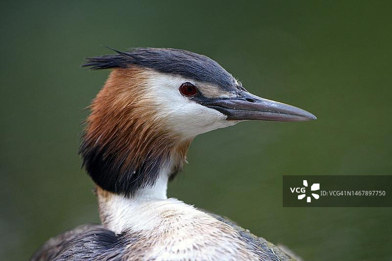 凤头䴙䴘(Podiceps cristatus),成鸟在巢中繁殖,克里克贝克湖,德国北莱茵-威斯特法伦图片素材
