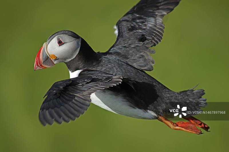 拉特拉巴贾尔格的飞翔海鹦（冰岛西峡湾区）图片素材