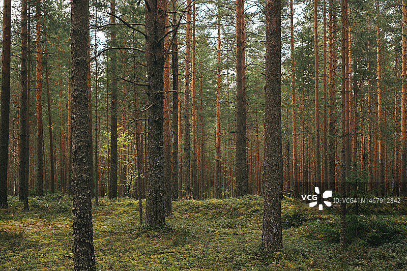 魔法松木草坪。深色调的绿色森林。美丽的自然背景图片素材