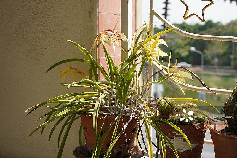 泥盆中的盆栽植物图片素材