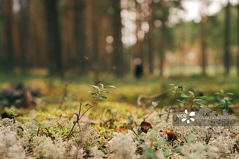魔法松木草坪。深色调的绿色森林。美丽的自然背景图片素材