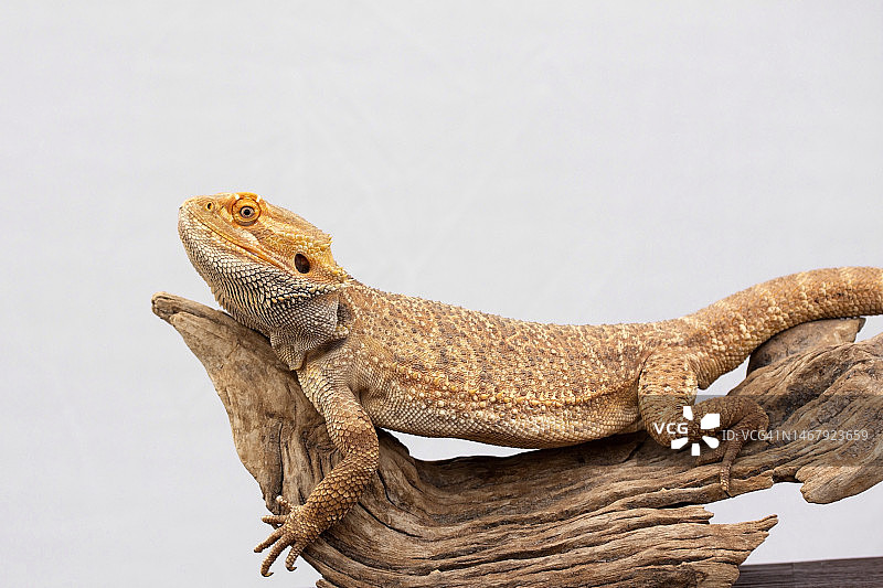 动物在树干上休息图片素材