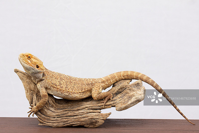 动物在树干上休息图片素材