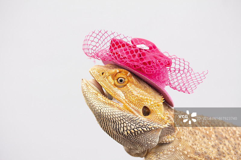 戴帽子的动物图片素材