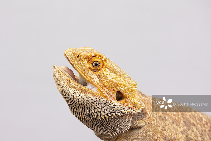 张开嘴的动物图片素材