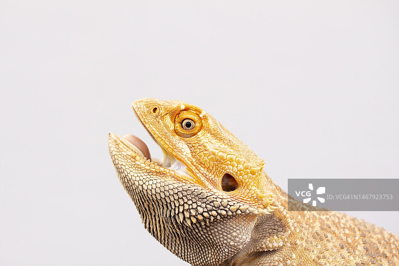 张开嘴的动物图片素材