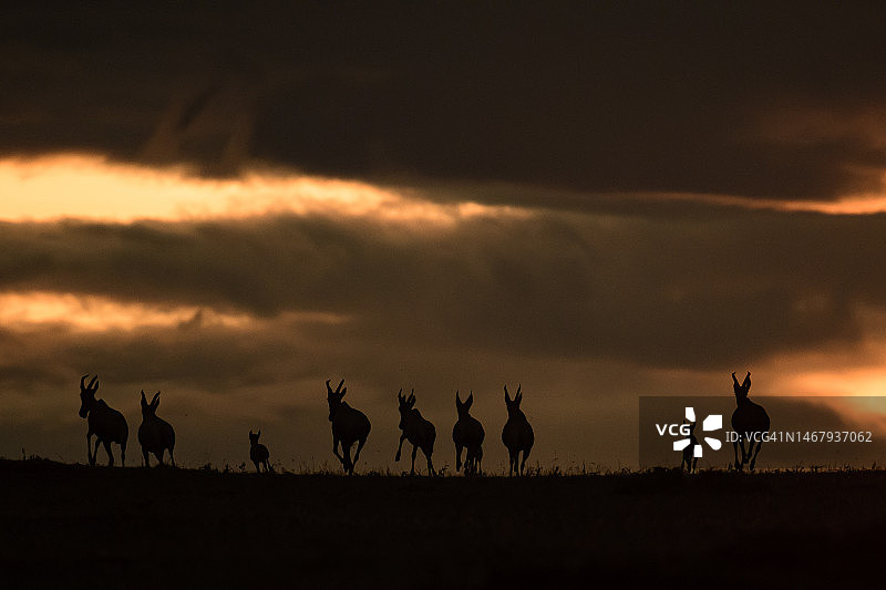 马赛马拉日落下的狷羚图片素材