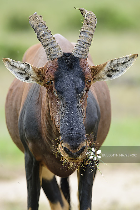 马赛马拉的狷羚图片素材