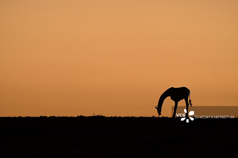 马赛马拉日出时的马赛长颈鹿图片素材