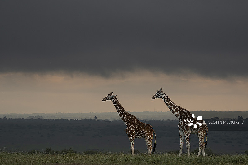 马赛马拉的马赛长颈鹿图片素材