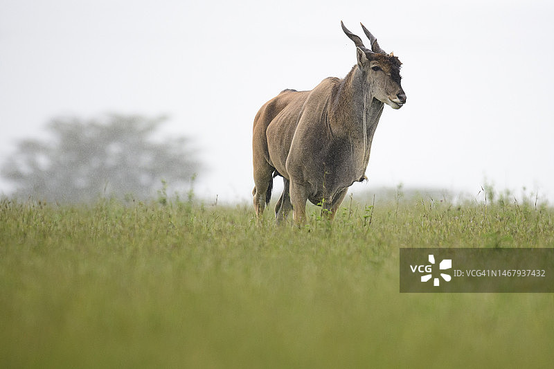 降雨中的 common eland （大羚羊），马赛马拉图片素材