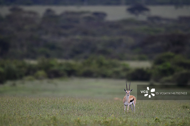 马赛马拉的汤氏瞪羚图片素材