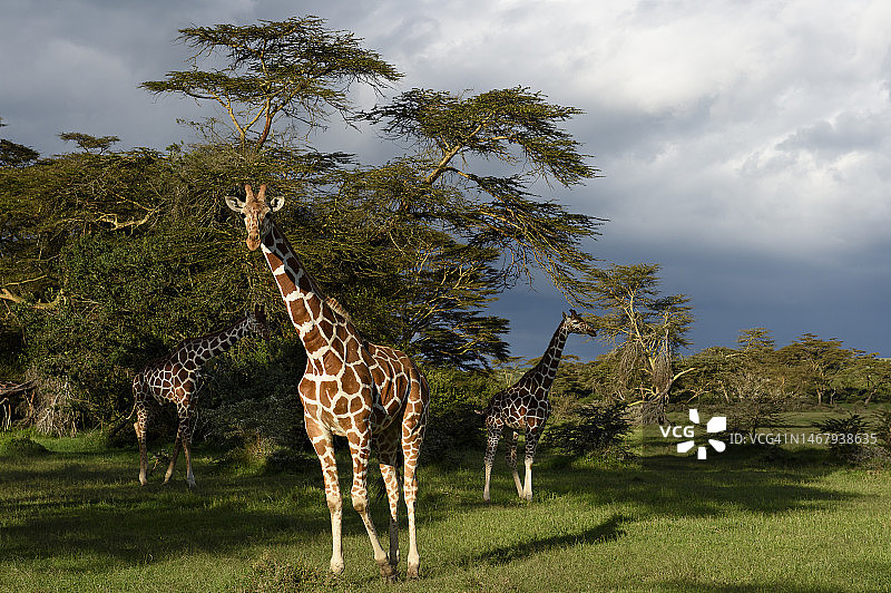 马赛马拉发烧树林中的马赛长颈鹿图片素材
