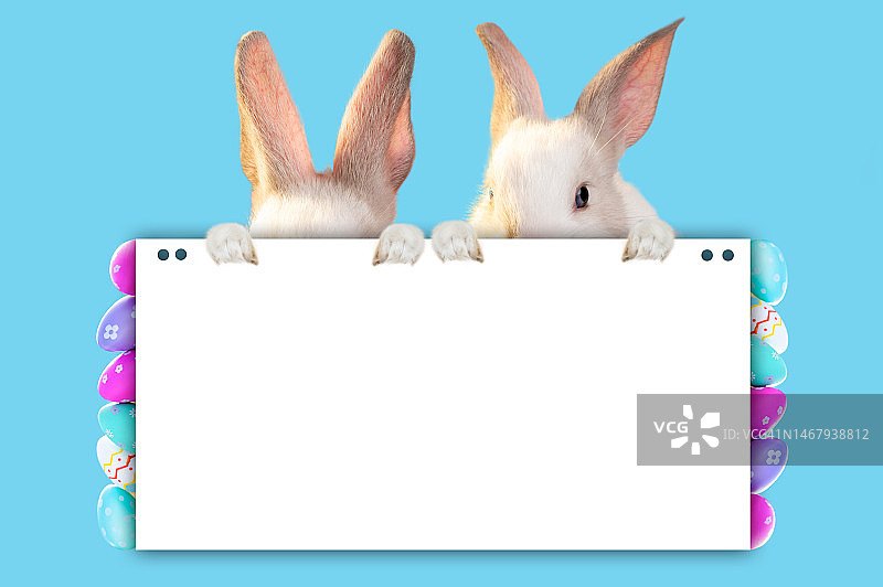 兔子拿着一张空白纸图片素材