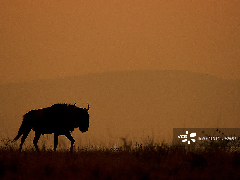 日出时行走的角马图片素材