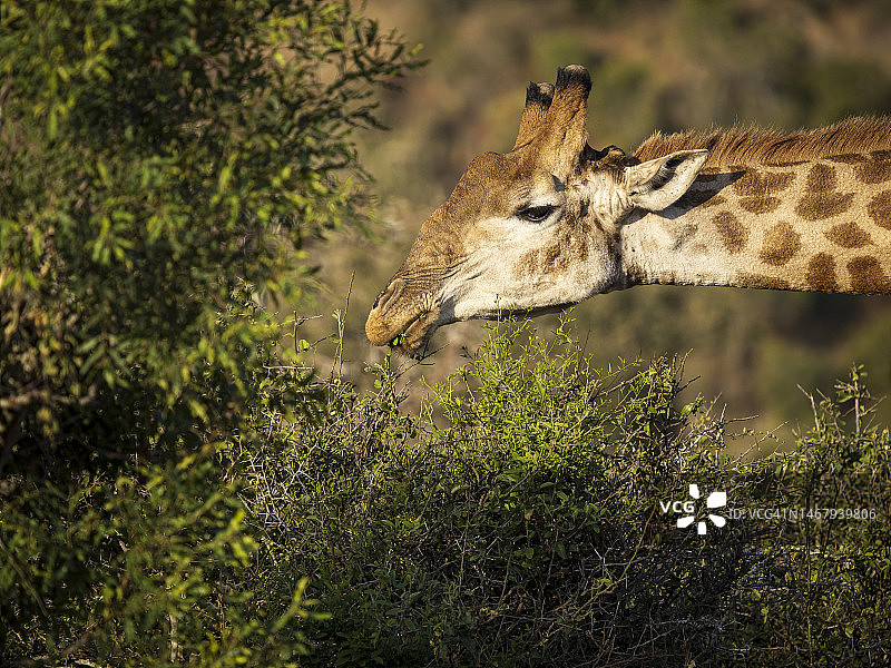 正在吃金合欢树的南非长颈鹿图片素材