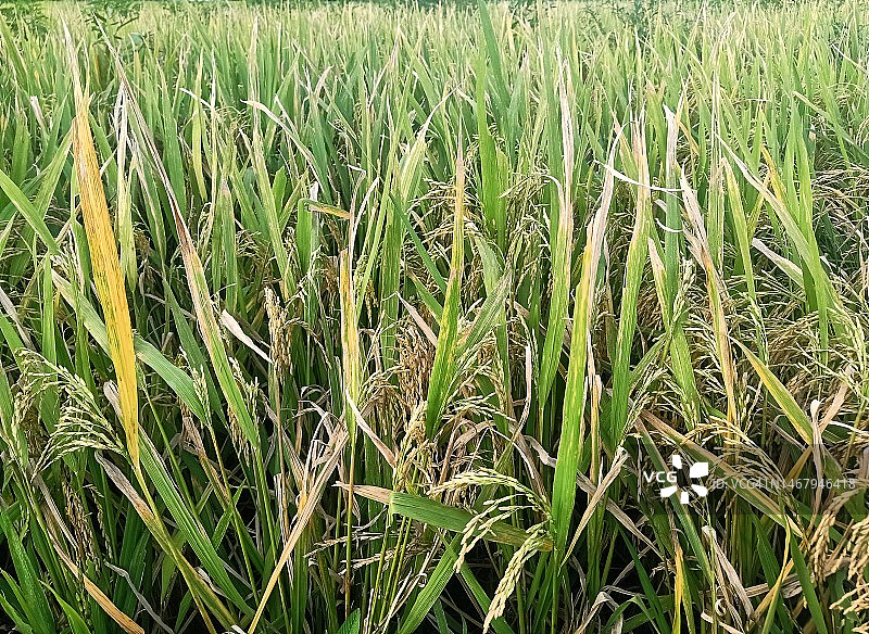 水稻丰收季图片素材