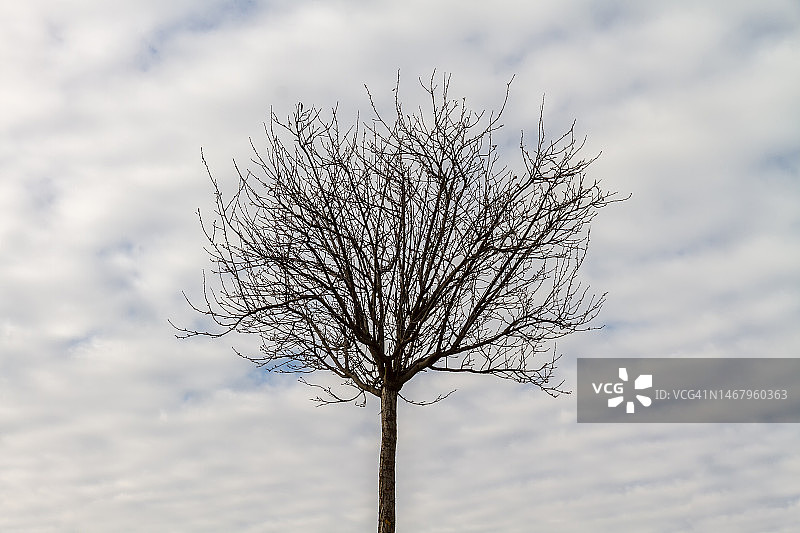 冬季的落叶树图片素材